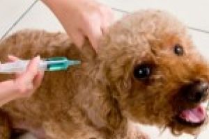 Vaccinare antirabica