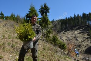 Defrişate între 2005 – 2010, 51 de hectare din Leaota au fost reîmpădurite de Fundaţia Conservation Carpathia!