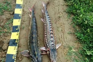 Cercetaţi pentru deţinere, transport sau comercializare peşte fără documente legale