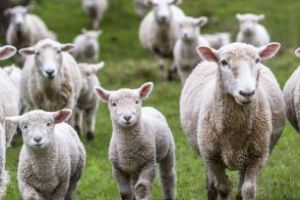 UE alocă mai mulţi bani pentru sectorul ovine şi caprine