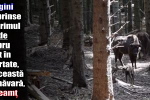 Imagini surprinse cu primul pui de zimbru fătat în libertate, în această primăvară, în Neamţ