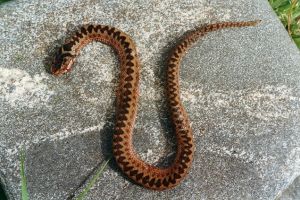 Tot mai mulţi şerpi, în cele mai nebănuite locuri! Avertismentul salvamontiştilor sătmăreni