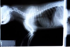 FOTO. Un câine împuşcat cu alice, salvat la cabinetul dr. Condurache