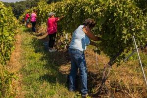 Zilierii pot lucra 3 luni pe an la acelaşi angajator