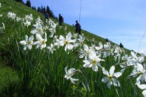 Sezonul de înflorire a narciselor sălbatice din Munţii Rodnei se apropie de sfârşit (FOTO-VIDEO)