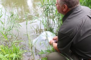 Apele Oltului au fost repopulate cu 12.000 de puieţi de şalău