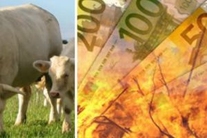 Autorizaţia obligatorie pentru crescătorii de animale!