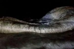 Creatură URIAȘĂ eşuată la mal. Bătrânii spun că este o fiinţă MITOLOGICĂ. Poliţia a ÎNCHIS zona - Galerie FOTO