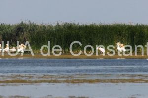 Romsilva cumpara servicii de transport naval pe Dunare pentru Directia Silvica Constanta