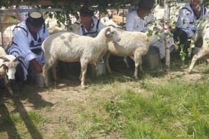 FOTOGALERIE. Urcatu’ oilor la munte în Țara Oaşului