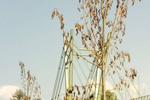 Toamnă în aprilie! Fenomenul care a contrariat Aradul