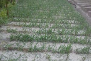 PLOUĂ cu „PIETRE” în judeţul Mehedinţi. GRINDINA a făcut PRĂPĂD în grădinile oamenilor - FOTO