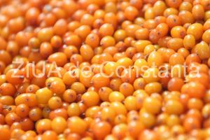 Fructul de catina contine de 10 ori mai mult decat citricele