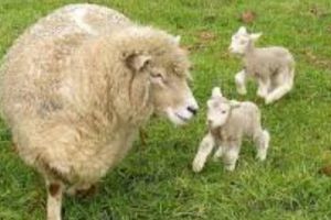 Situaţie INEDITĂ! 25 de oi româneşti au ajuns pe o plajă dintr-o staţiune egipteană