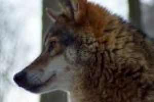 Atacuri ale animalelor sălbatice, în judeţul Covasna