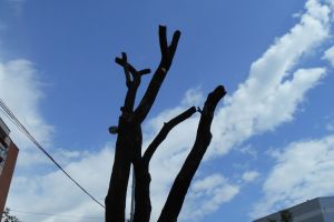 Arbori schingiuiţi pe mai multe străzi din Bistriţa. „Oamenii ăştia urăsc copacii din toată inima”