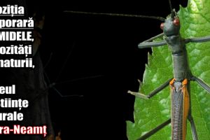 Expoziţia temporară FASMIDELE, curiozităţi ale naturii, la Muzeul de Știinţe Naturale Piatra-Neamţ