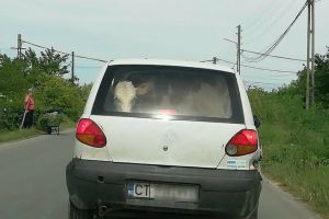 Credeati ca le-ati vazut pe toate?: Un constantean a indesat un vitel intr-un Matiz (foto) 