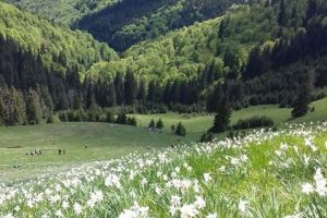 Aflux de turişti în Poiana cu narcise. Cât timp mai poate fi admirat ”covorul alb” din Munţii Rodnei