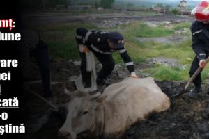 ISU Neamţ: Misiune de salvare a unei vaci blocată într-o mlaştină