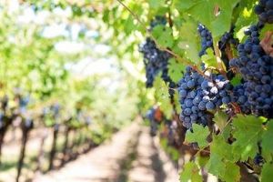 Necroza bacteriană şi cancerul viţei de vie, depistate în România!