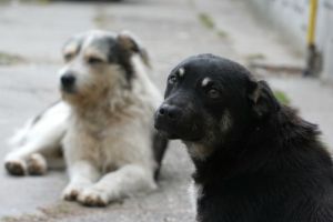 Primaria Constanta cumpara o camioneta pentru transportul cainilor comunitari