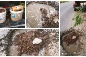 FOTO, VIDEO ȘTIREA TA: Au plantat un pom în drum! O groapă de pe drumul spre  Drâmbar şi-a găsit utilitate: doi şoferi au plantat un nectarin ca să o astupe
