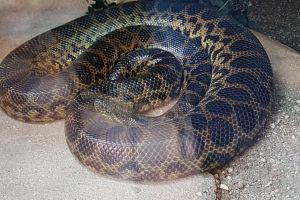 Femeie muşcată de şarpe, la Izvoarele Sucevei