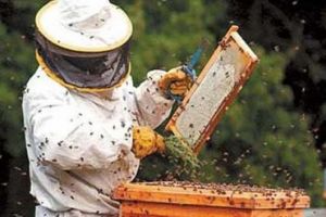 Modificări şi completări în Programul Naţional Apicol 2017-2019