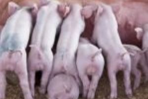 15 mai 2018, termen-limită pentru fermieri