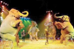 Huşenii sunt invitaţi la circ