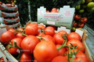 MADR: Primele roşii de producţie autohtonă au apărut în pieţele agroalimentare din Bucureşti