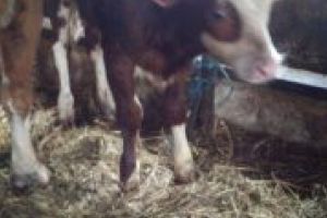 Pompierii au salvat un viţel căzut într-o fântână adâncă de 10 metri