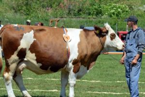 Camila, Miss Expo Taurine Deda 2018