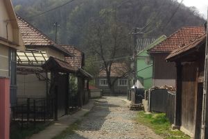 Şi Primăria Feldru a pus gând rău copacilor. De ce vrea administraţia să taie un nuc bătrân