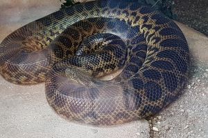 Femeie muşcată de şarpe, la Izvoarele Sucevei