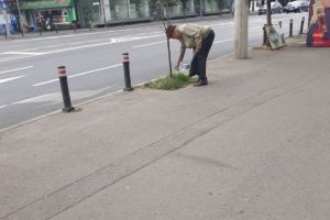 Un bãtrânel le dã clasã angajatilor SGU. Bãrbatul a iesit sã ude copãceii din centru