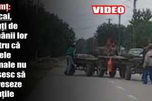 Neamţ: Doi cai, bătuţi de stăpânii lor pentru că bietele animale nu reuşesc să redreseze căruţile