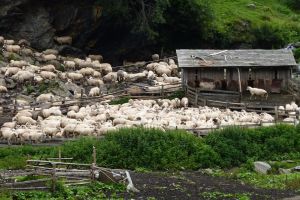 Noi detalii despre crima de la stână. Moarte violentă pentru ciobanul sibian