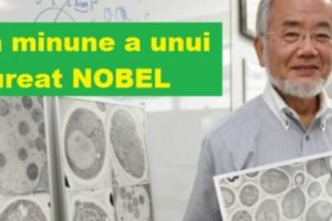 Dieta japonezului laureat cu premiul Nobel: ajută la scăderea în greutate, întinerire şi regenerare celulară
