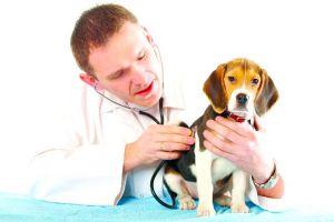 15 mai – Ziua naţională a medicului veterinar