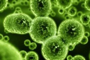 VIRUSUL PORCIN a ajuns în SUA. INFECȚIA MORTALĂ pentru oameni se poate RĂSPÂNDI imediat. News alert internaţional