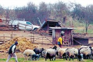 Conflict la STÂNĂ soldat cu o CRIMĂ. Ce au stabilit anchetatorii