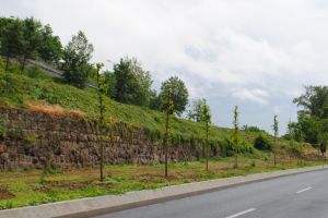 Plantări de primăvară: Aproape 300 de arbori sădiţi în Oradea (FOTO)