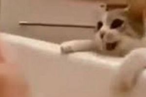 Cruzime. Un arădean încearcă să rănească toate pisicile din cartier. A confecţionat o capcană cu ţepi şi o foloseşte zilnic