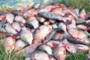 Un brailean a fost prins cu 25 kg de caras fara a avea documente de provenienta