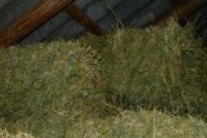 Un minor de 11 ani a fost implicat in furtul a 500 kg de lucerna