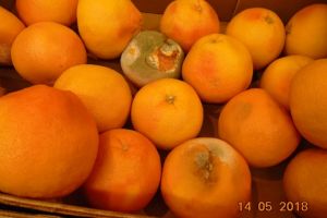 Control de amploare al comisarilor CJPC Constanta. Au fost verificate mai multe magazine Penny Market. Ce deficiente au fost constatate (galerie foto)  