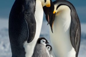 Fotograful Gunther Riehle, multiplu premiat, inclusiv cu titlul european, expune la Oradea