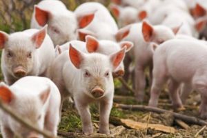 MADR a aprobat Ghidurile Solicitantului pentru Măsura 14